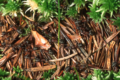 Vivre en société - les fourmis rousses - Entretien de la fourmilière - 2mn 08s